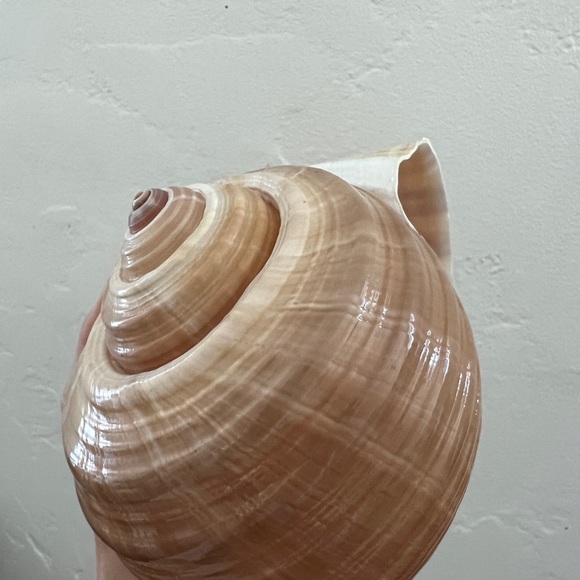 Large Turban Sea Shell Giant Tonna Cepa shell beach nautilus nautical decor - Picture 8 of 12